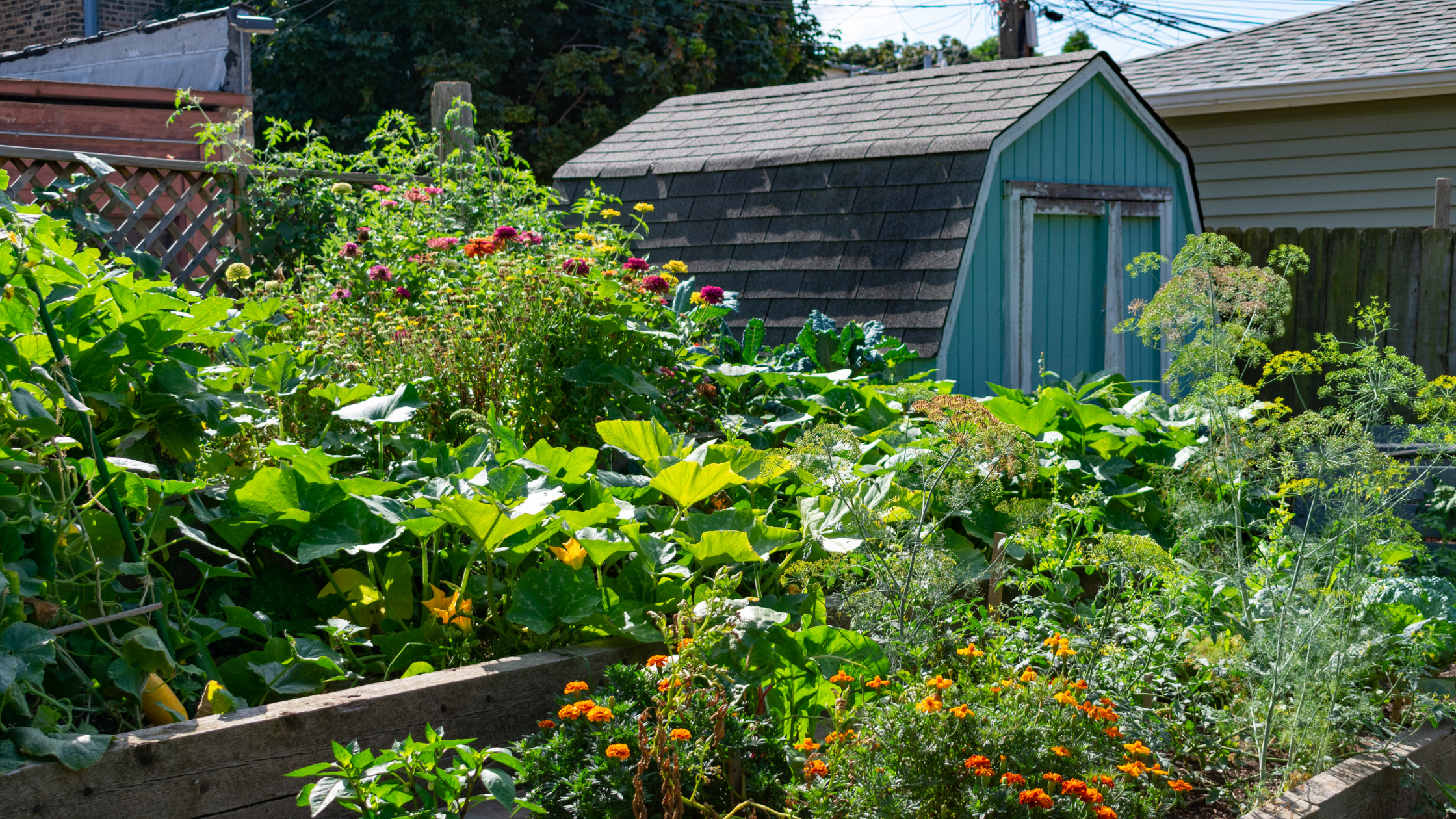 Our Favorite Seeds for Summer Gardens