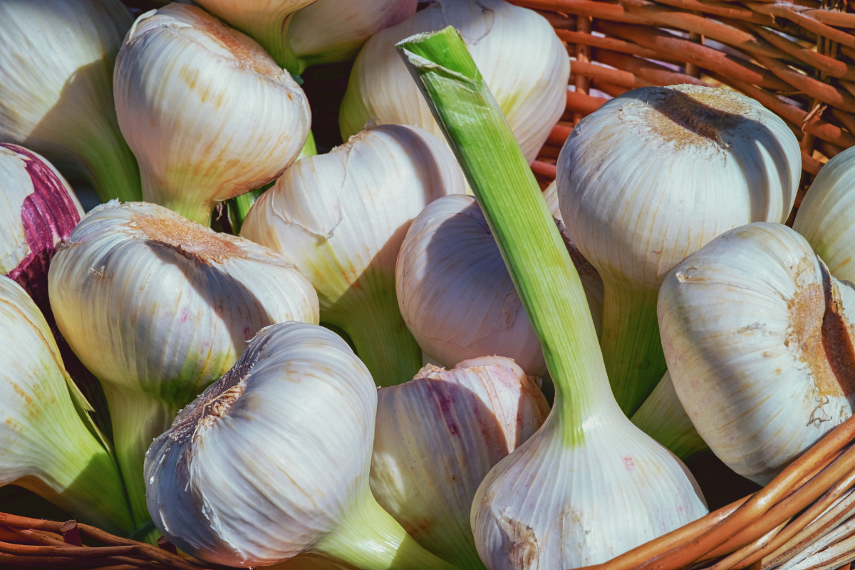 The 2026 Sow True Seed Garlic Gardening Survey