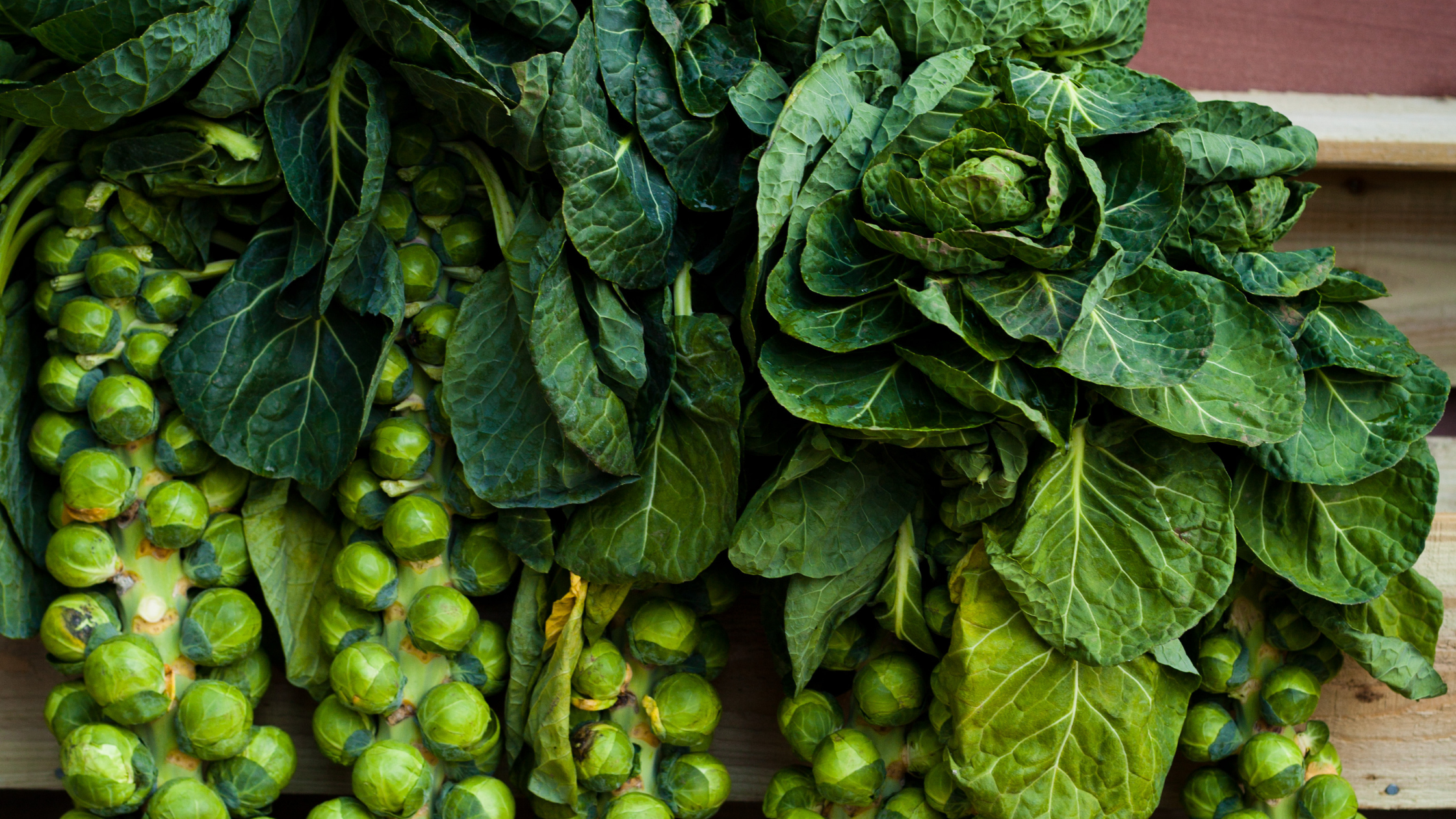 How to Grow Brussels Sprouts