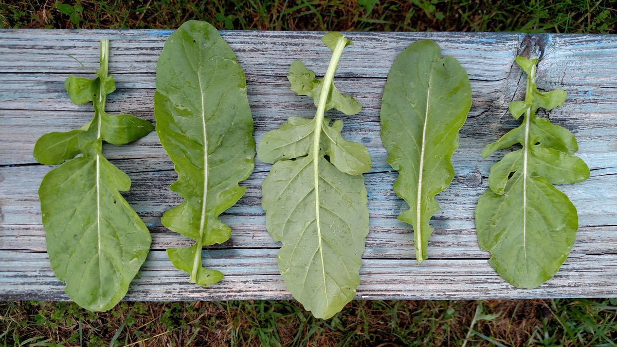 Arugula is a green that has been used since Roman times and only has been mass produced in the last 20 years.