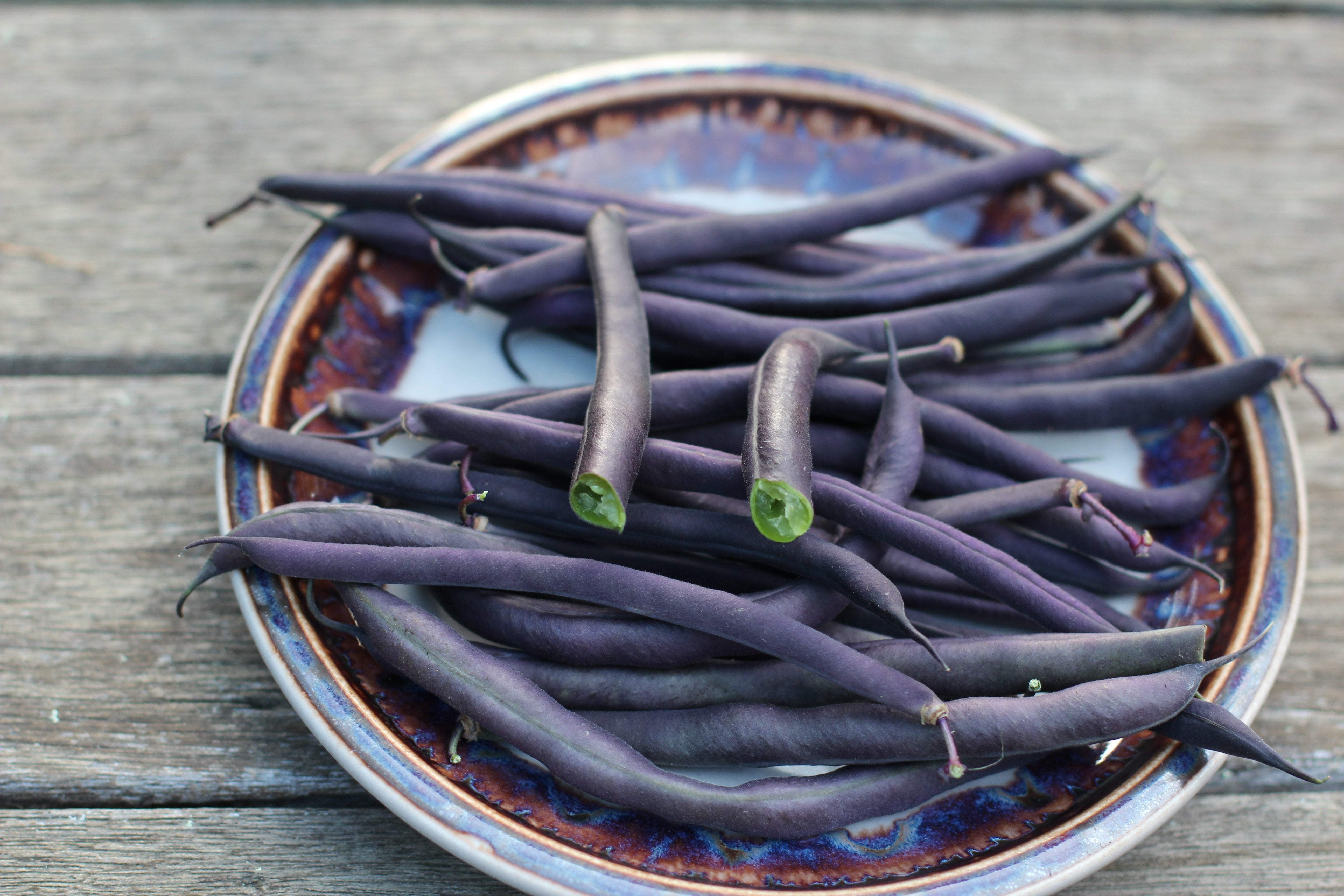 Beans - The Complete Guide to Growing Beans from Seed to Seed