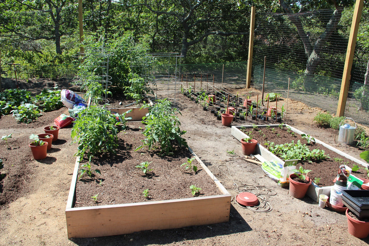 Spring time garden treats, spring time recipes from Sow True Seed Asheville NC.  