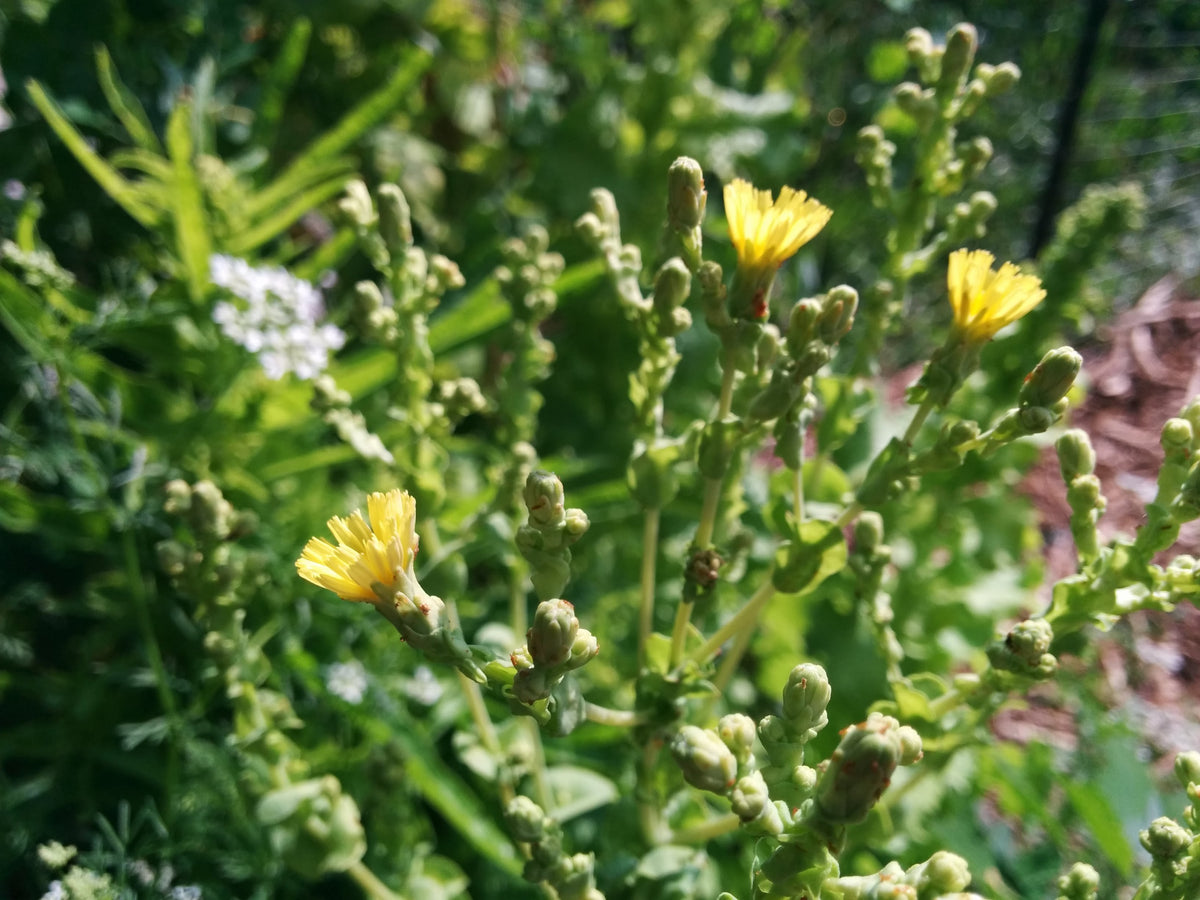 DIY Greens Seeds