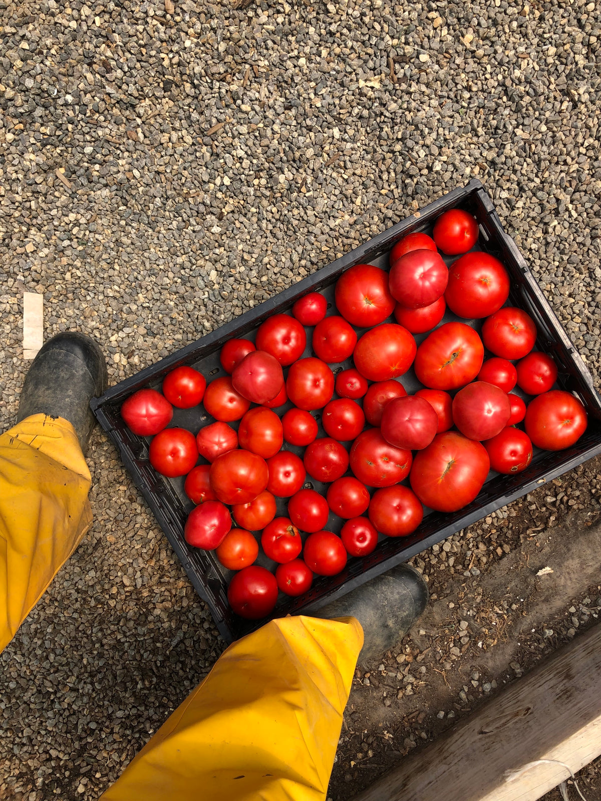 When Can I Eat My Veggies? Harvesting How-To