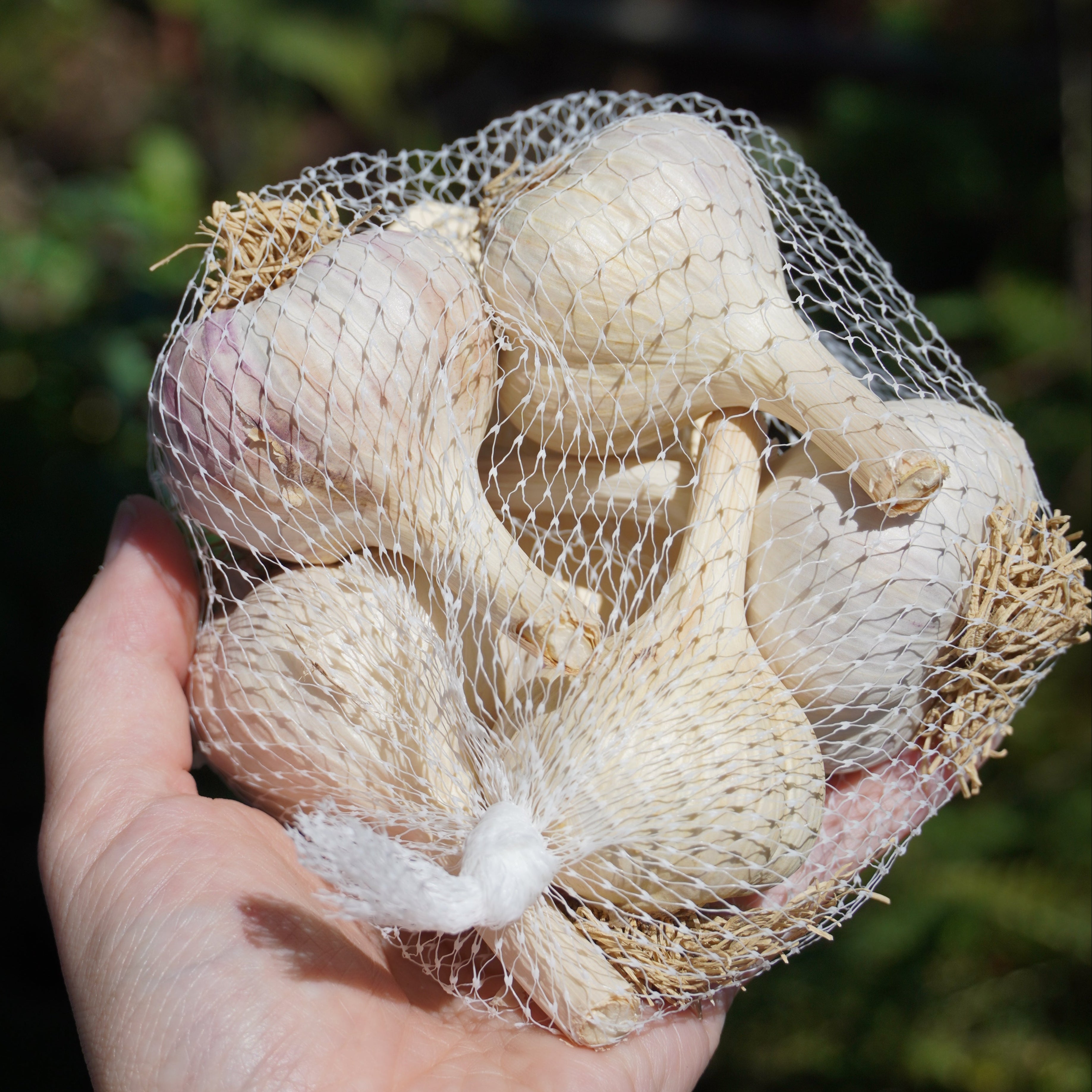 How Much Seed Garlic Do I Need?