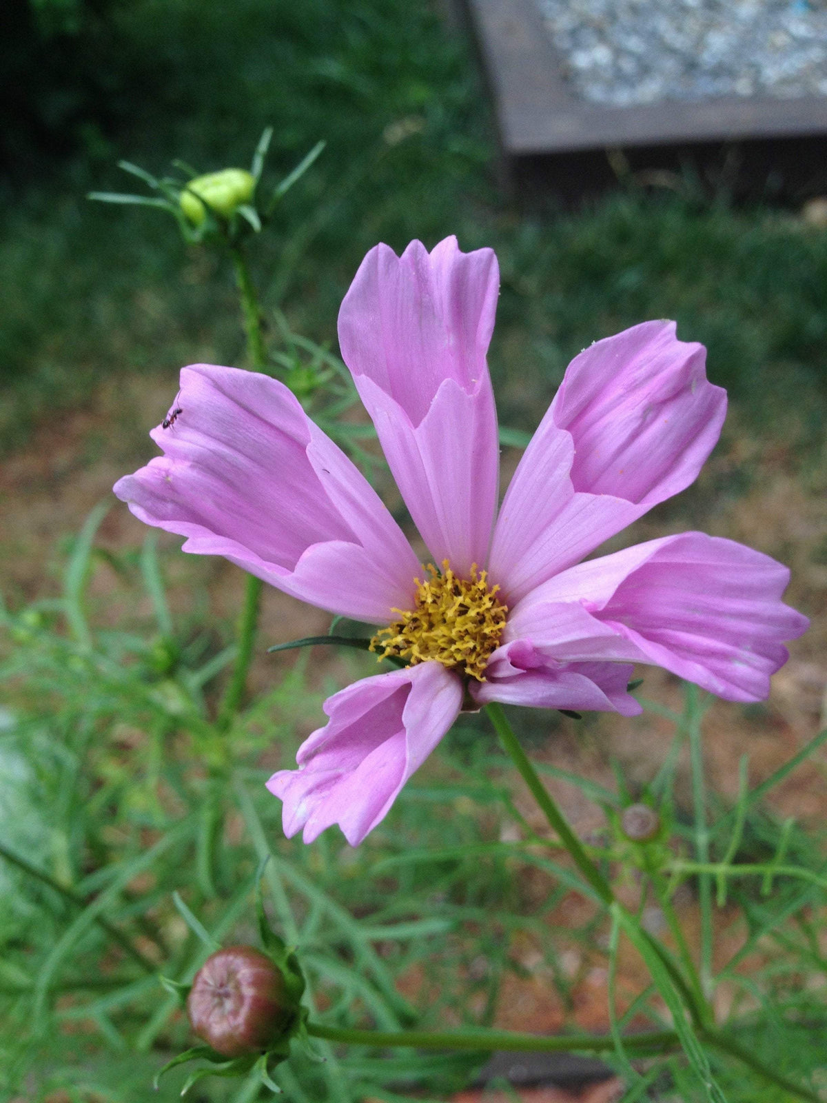 Best herbs, flowers, and vegetables to plant in the winter time! 
