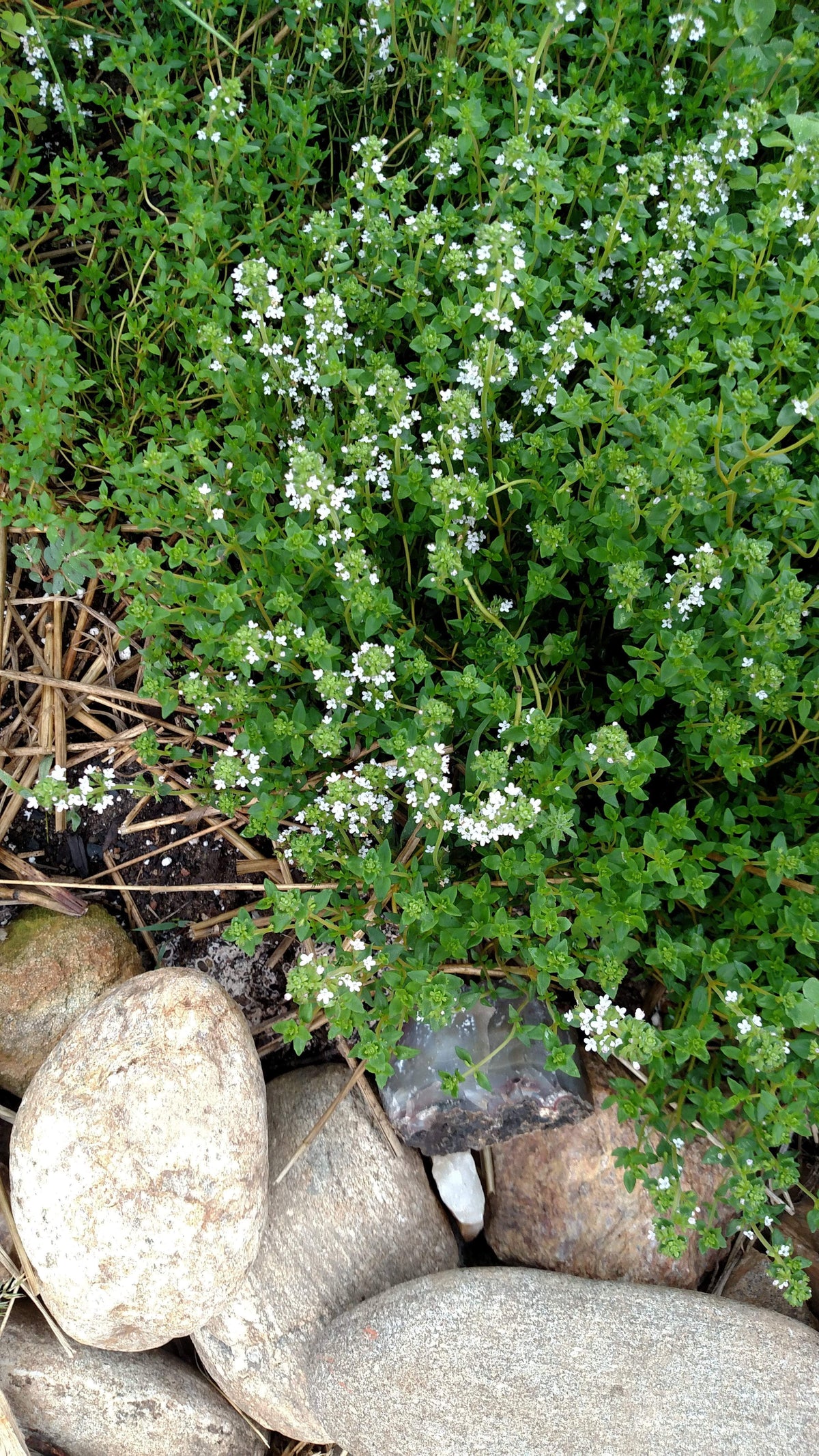 Herbs are a great addition to the garden Sow True Seed offers a wide variety of USDA organic, open pollinated, and non GMO herbs! 