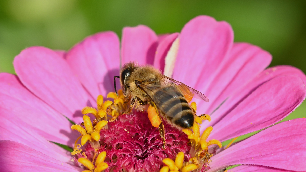 Everything a Gardener Needs to Know About Open-Pollinated Seeds
