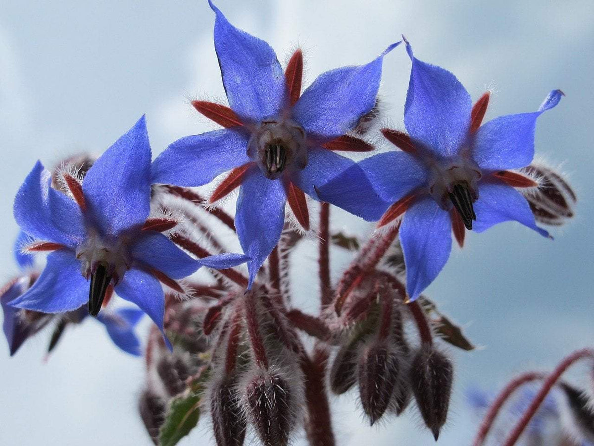  Borage is listed as an herb, and apparently the flowers are edible in salads and also make a nice tea.