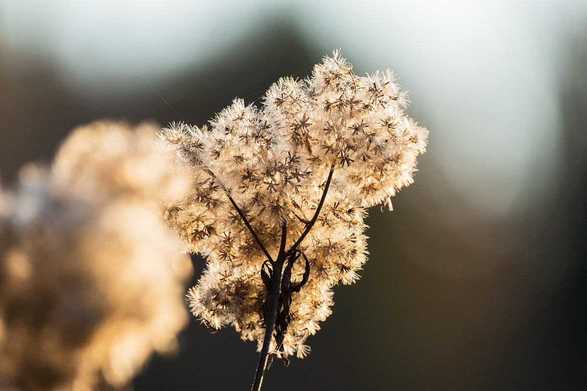 Cold Stratification: How to Cold Stratify Seeds