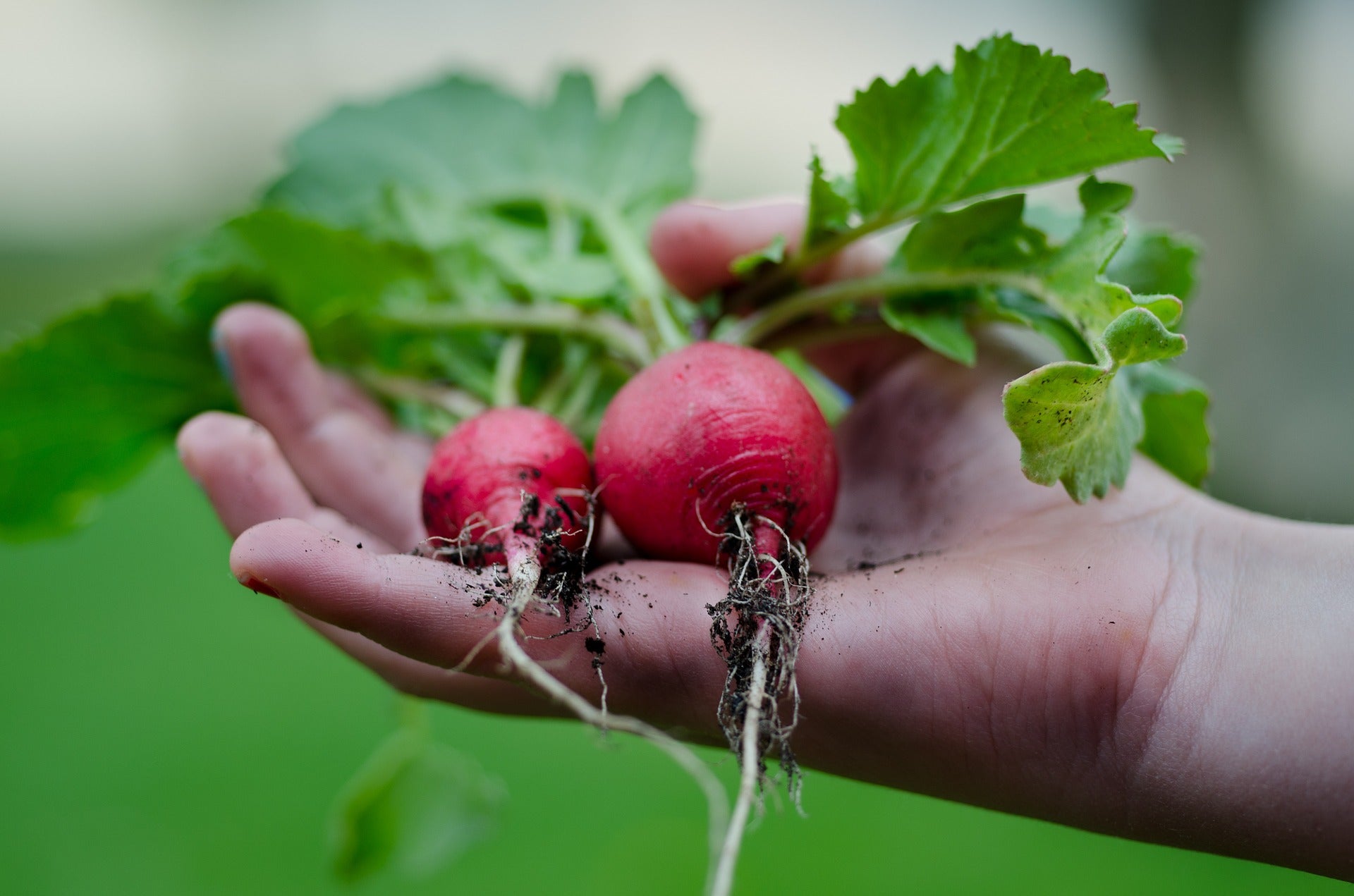 How to Grow Spring & Winter Radishes