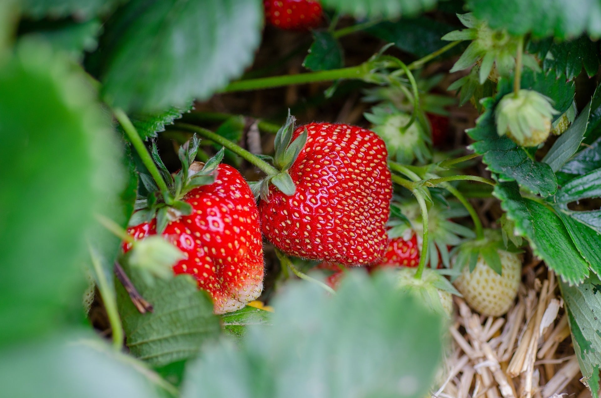 types of strawberries