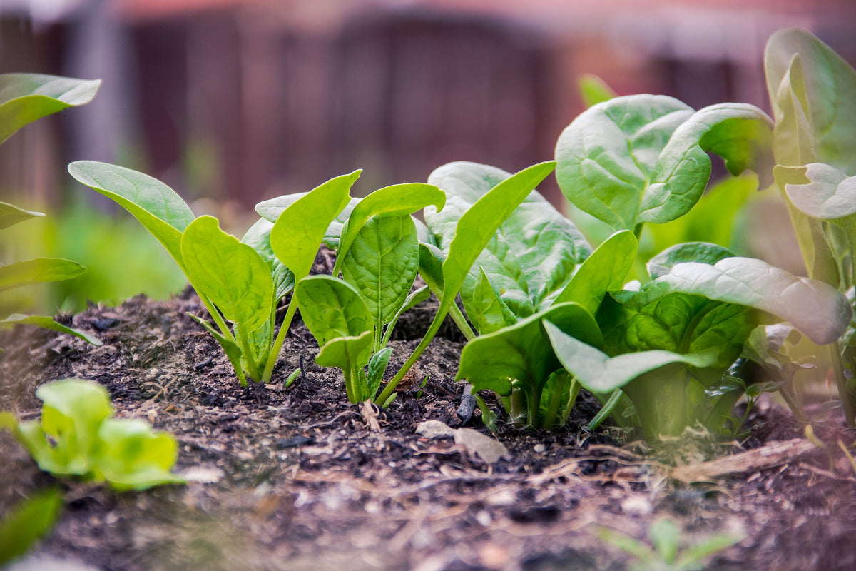How to Grow Spinach | Planting, Harvesting & Storing
