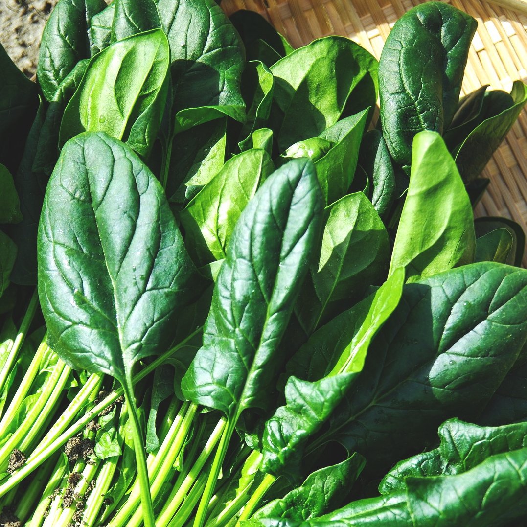 10 Types of Lettuce & Salad Greens and How to Grow Them