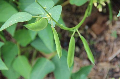 How to Grow Lima Beans