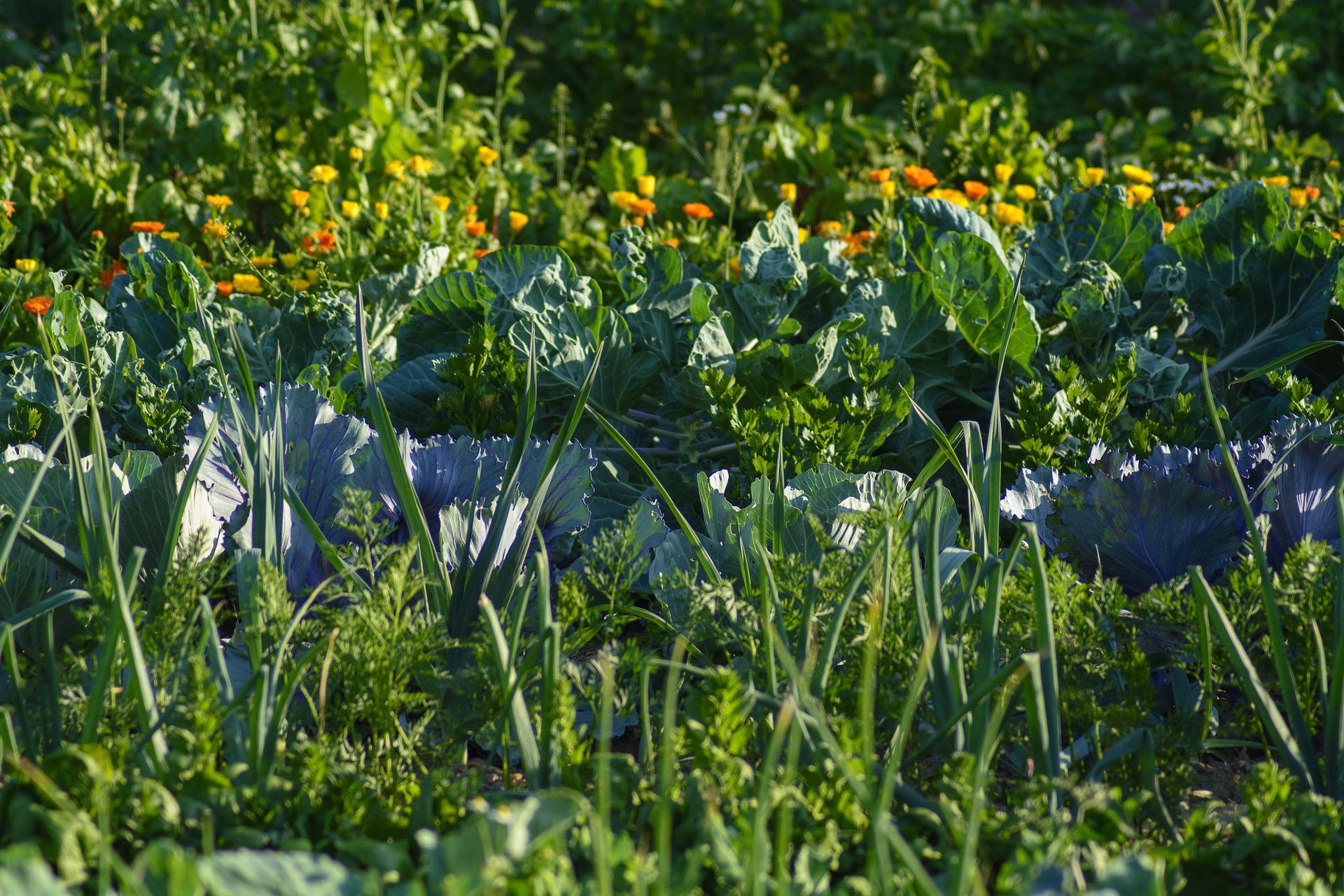 Companion Planting Guide: What to Grow Together in Your Garden