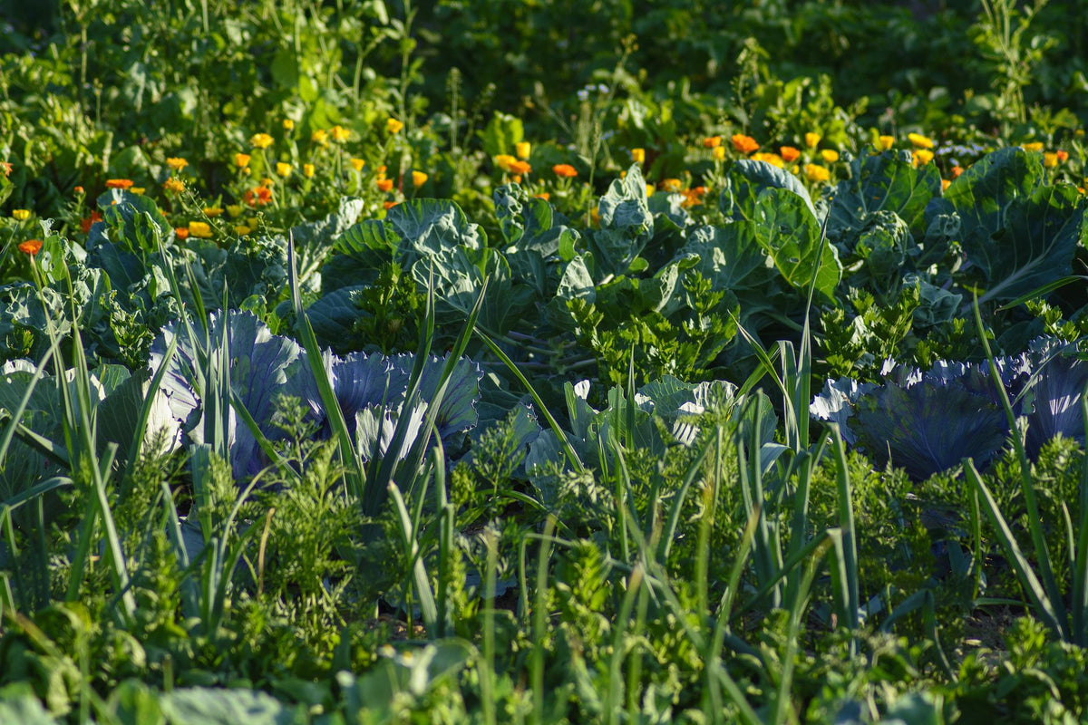 Companion Planting Guide: What to Grow Together in Your Garden