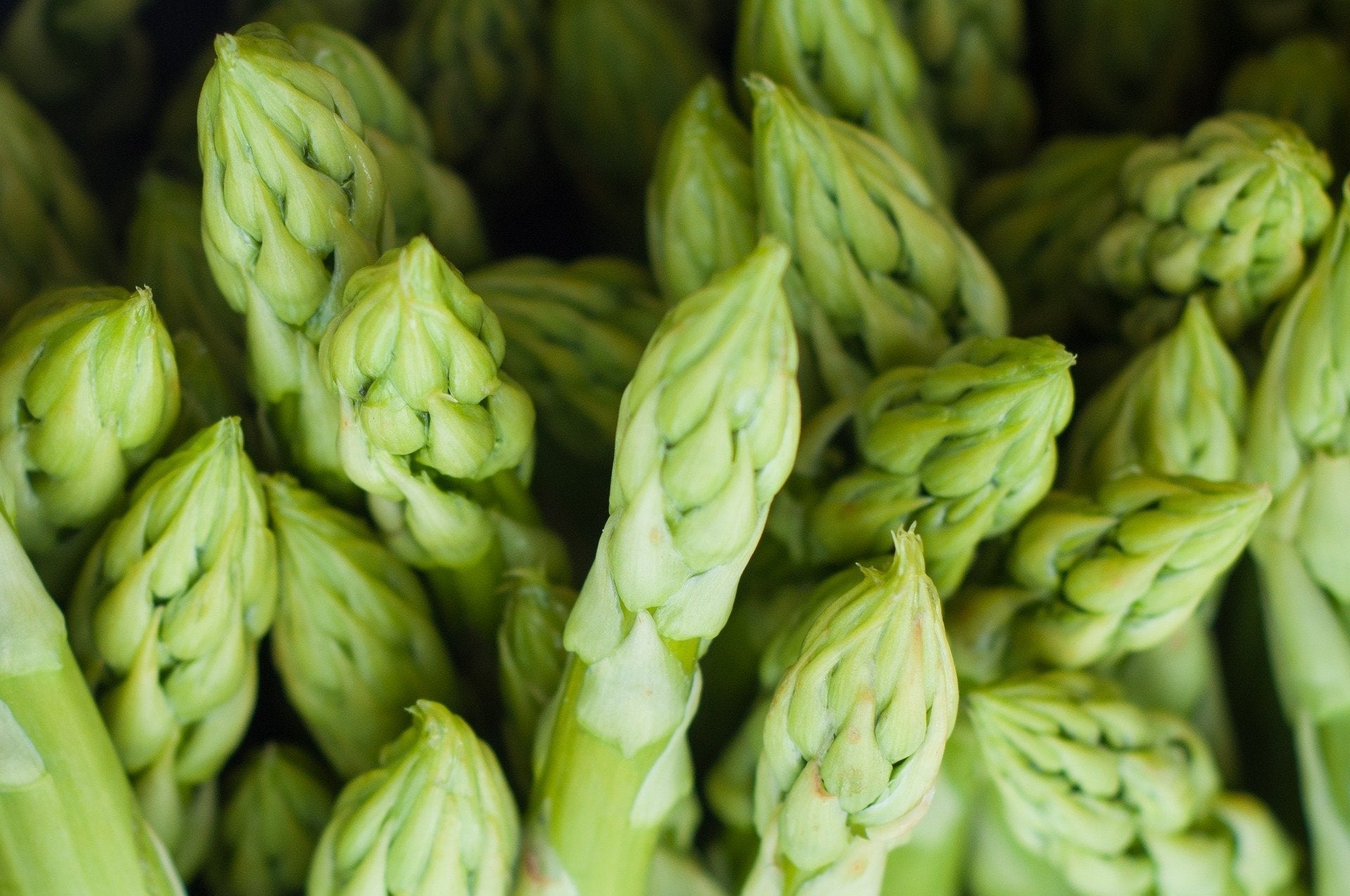 Asparagus Seeds