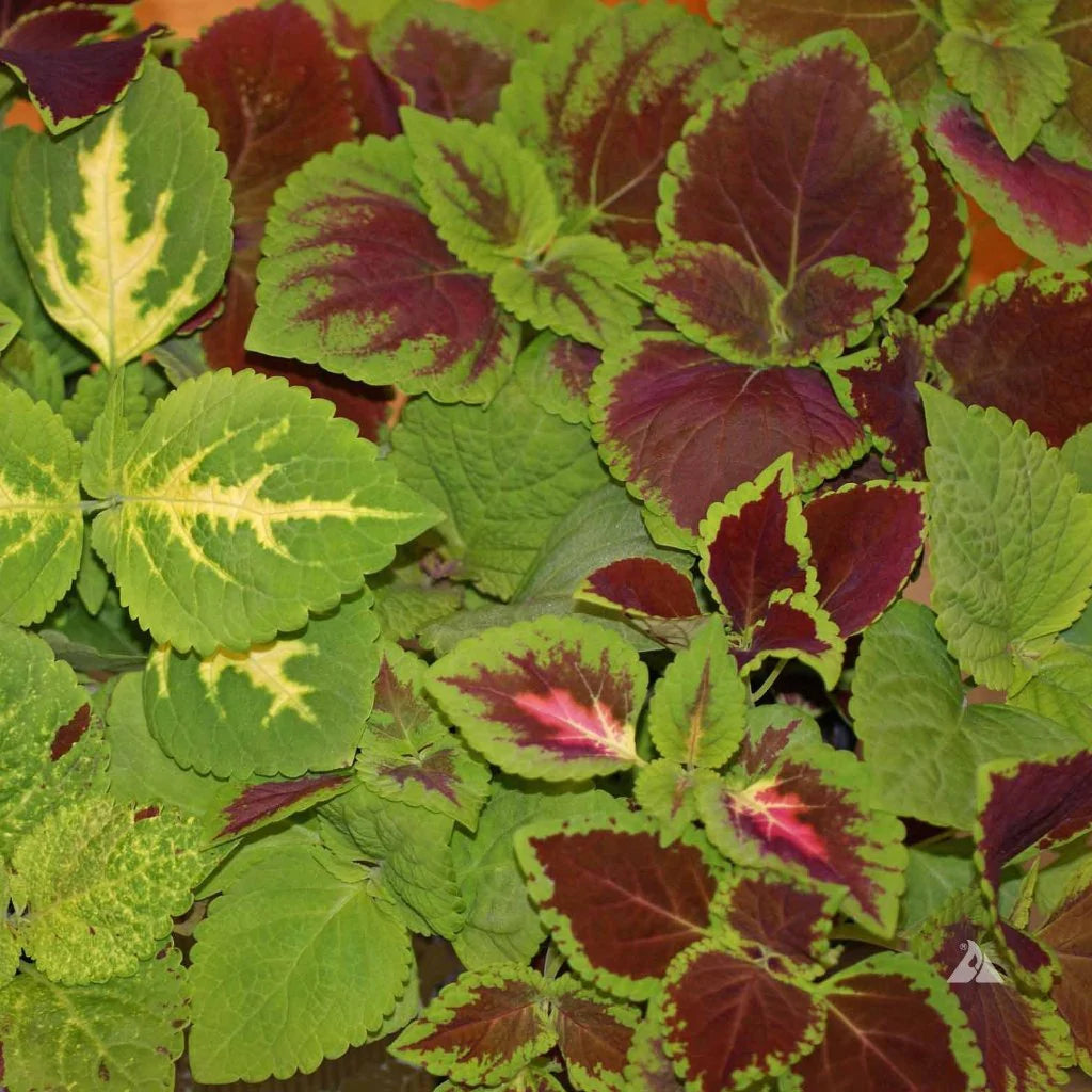 Coleus Seeds