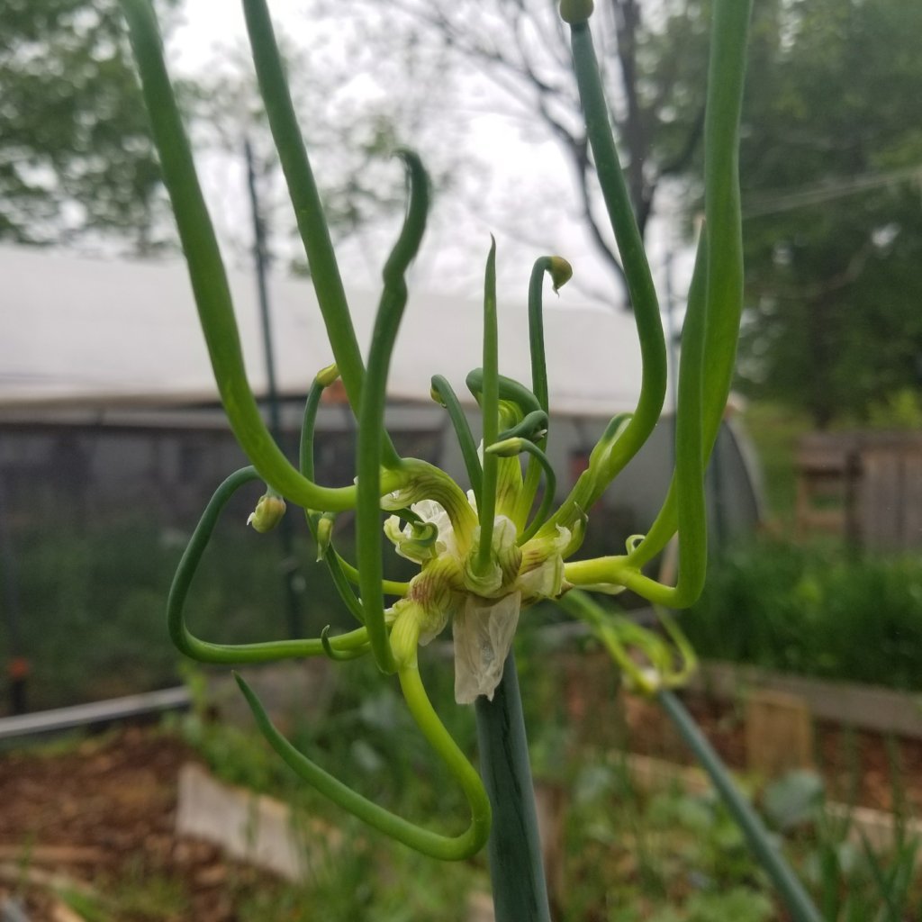 Egyptian Walking Onions