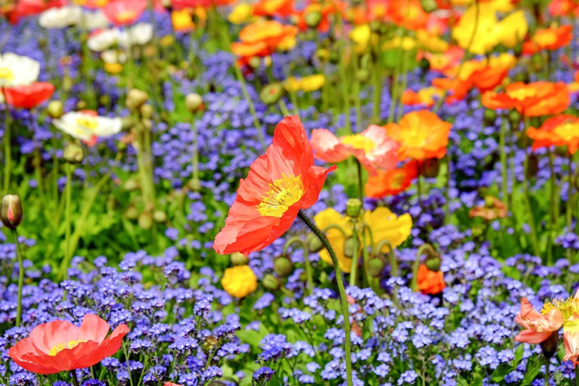 Flower Seeds