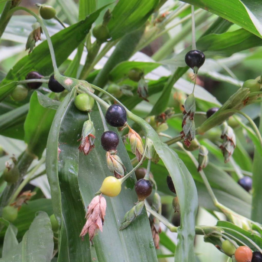Job's Tears Seeds