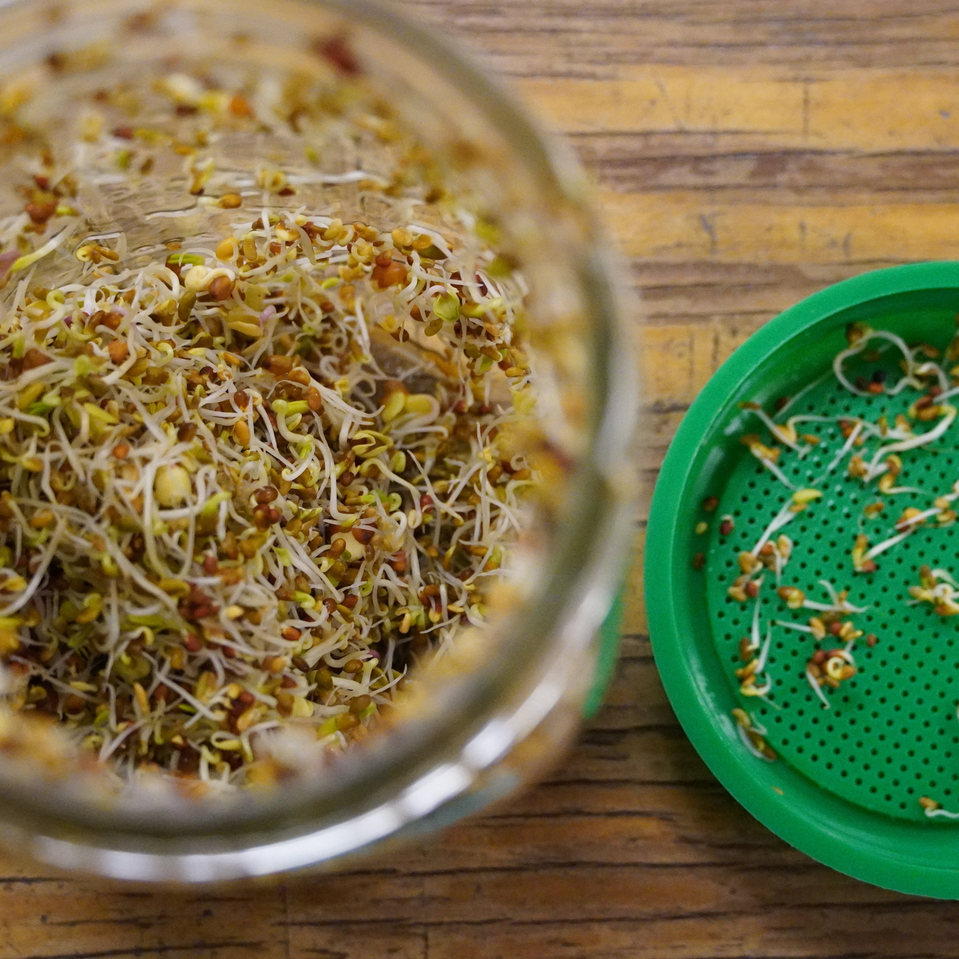 Sprouting Seeds