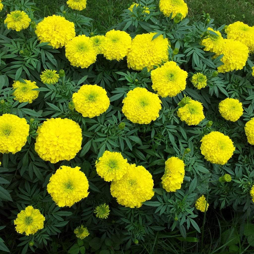 Marigold Seeds