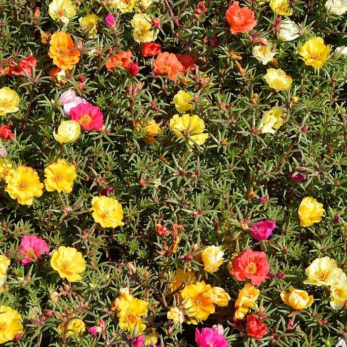 Portulaca Seeds