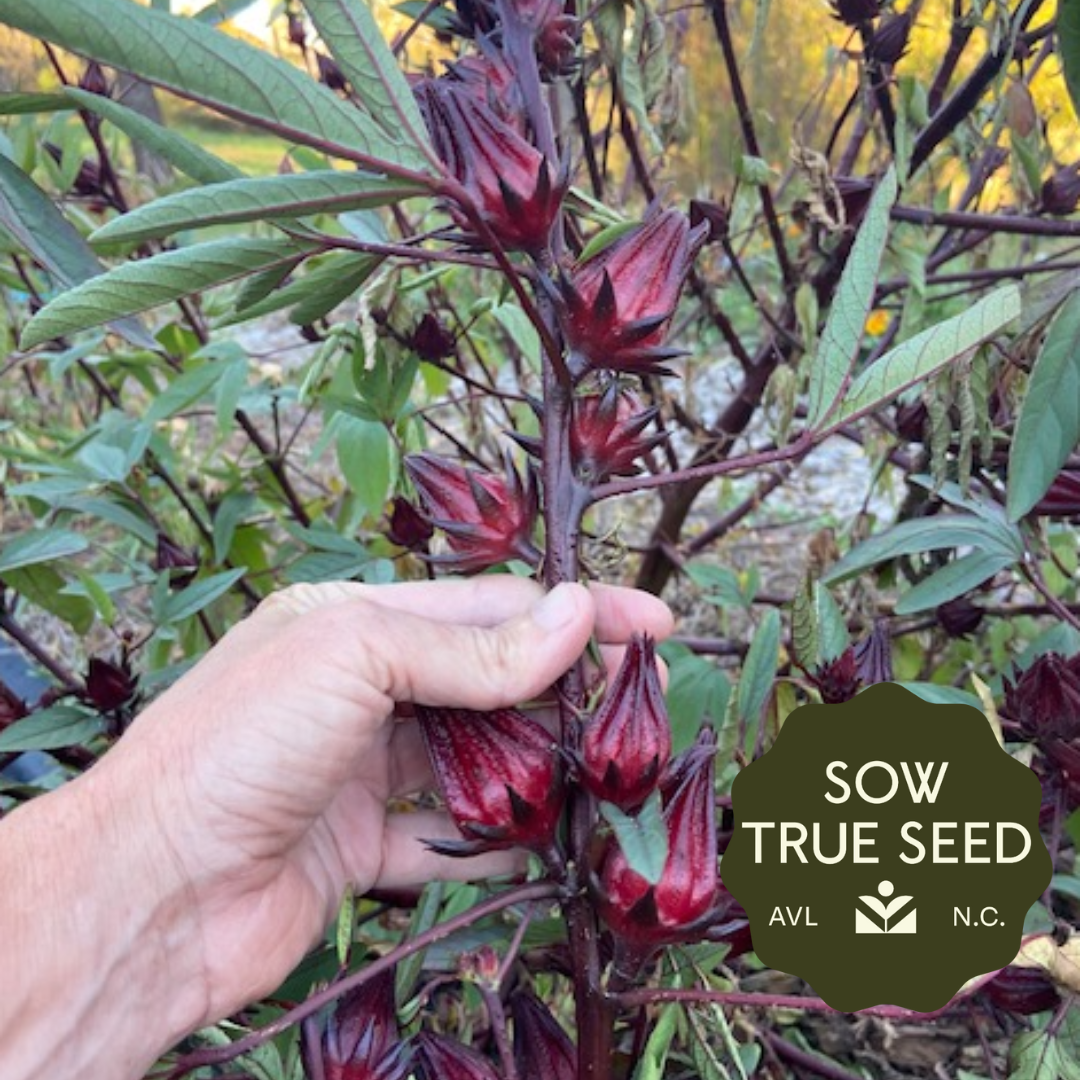 Thai Red Roselle Seeds - Sow True Seed