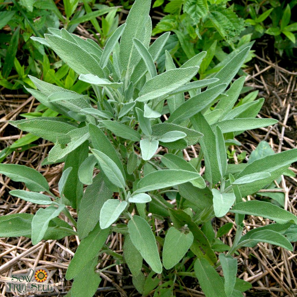 Sage Seeds