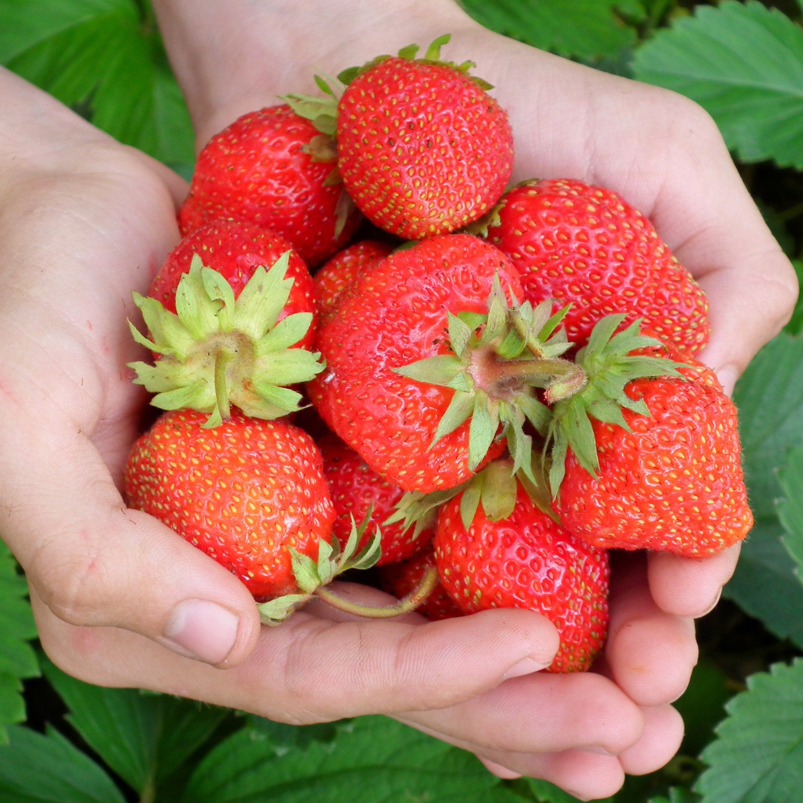 Strawberry Plants