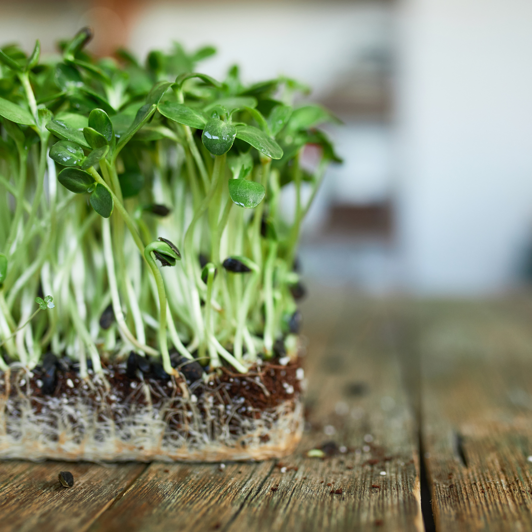 Indoor Growing