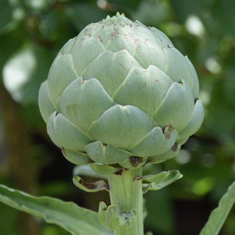 Artichoke Seeds