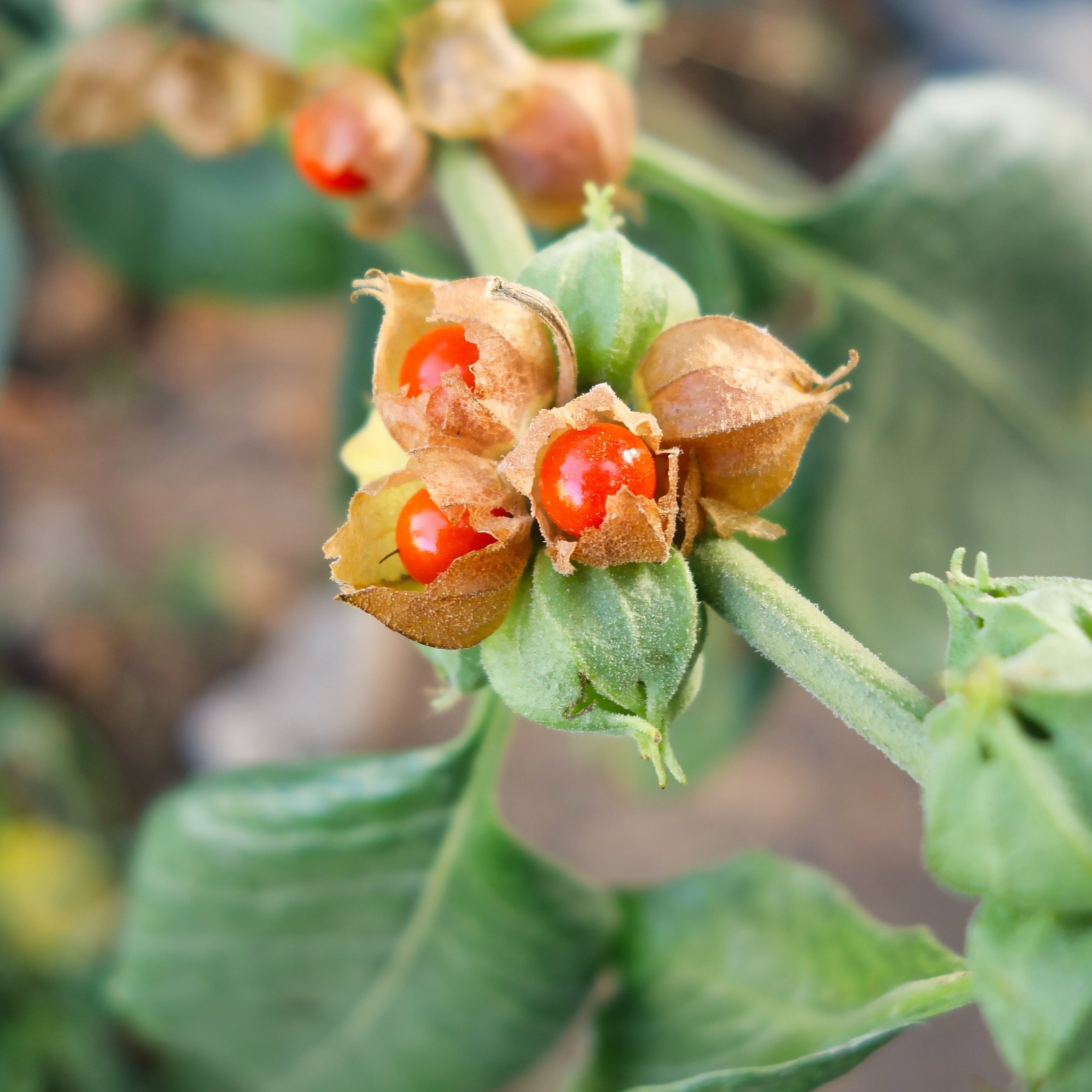 Ashwaganda Seeds