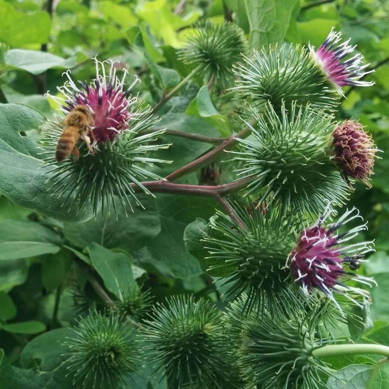 Burdock Seeds