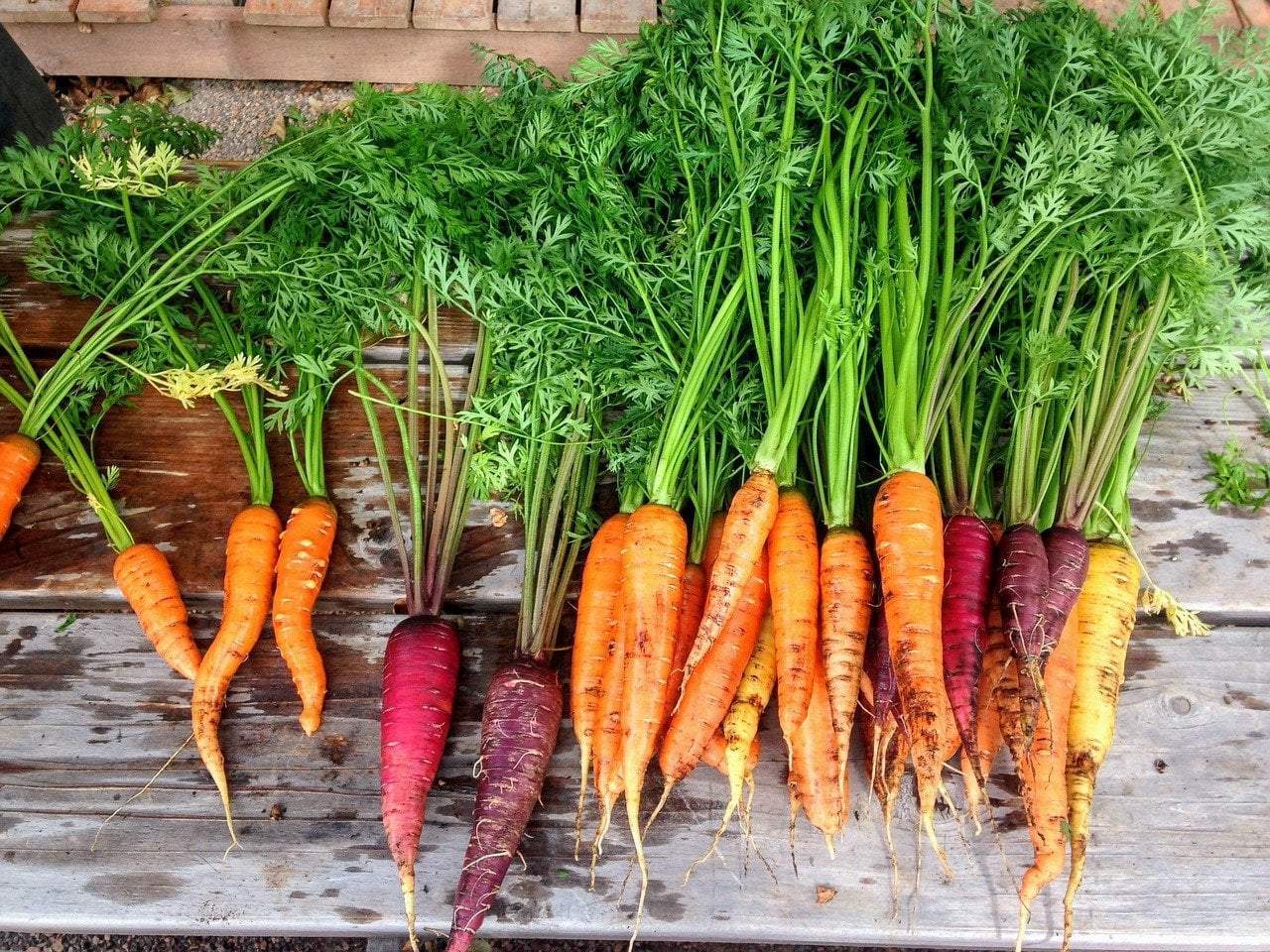 Carrot Seeds
