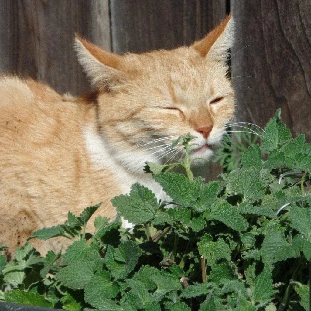 Catnip Seeds