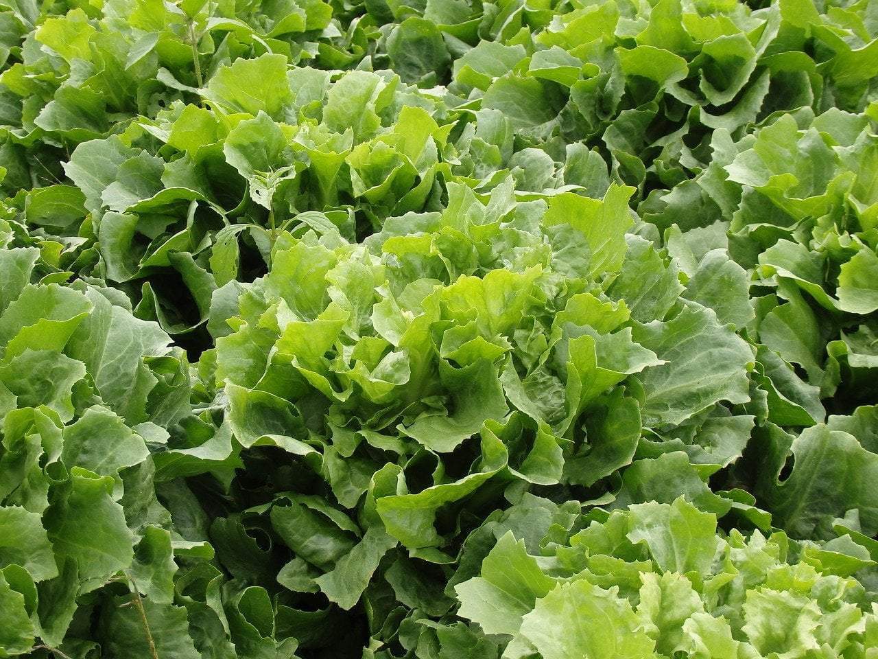 Endive Seeds