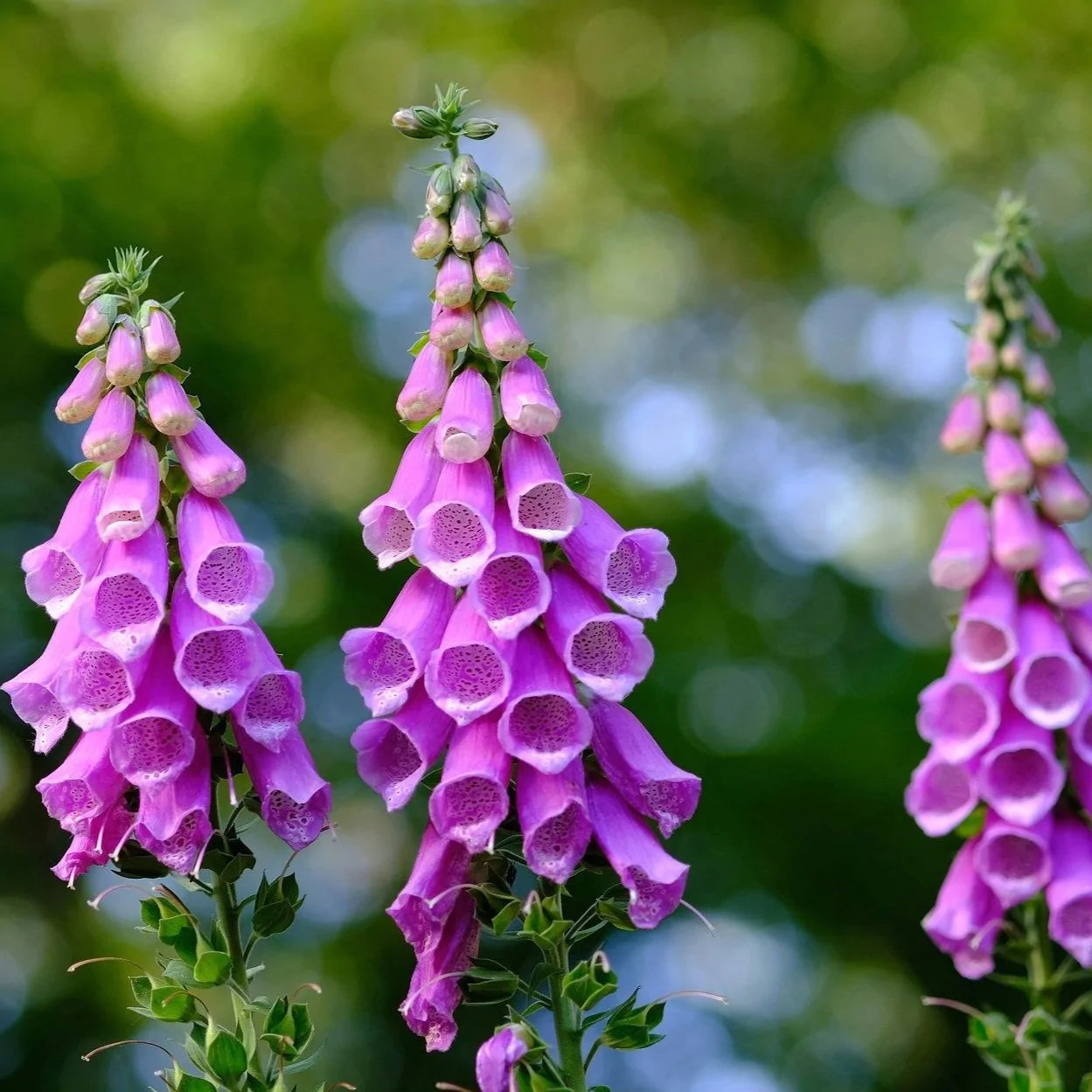 Foxglove Seeds
