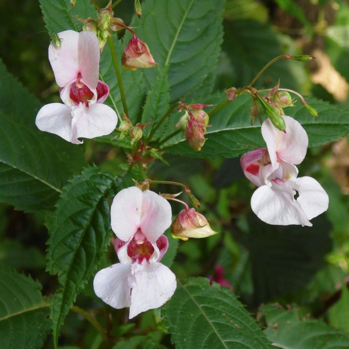 Impatiens Seeds