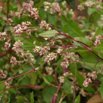 Indigo Seeds