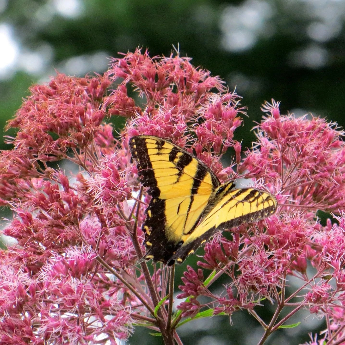 Joe Pye Weed Seeds