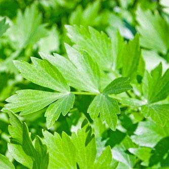 Lovage Seeds