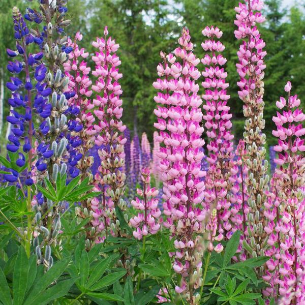 Lupine Seeds