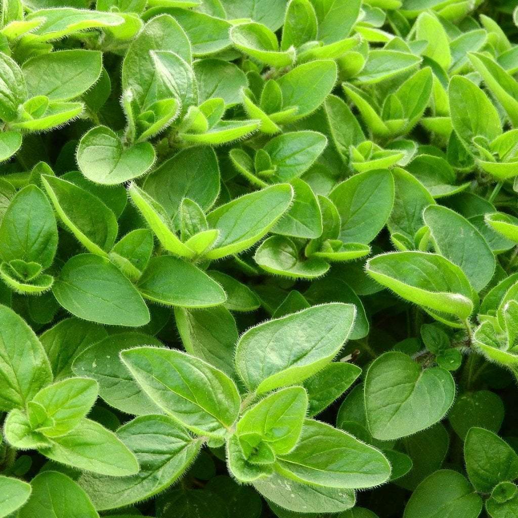 Marjoram Seeds