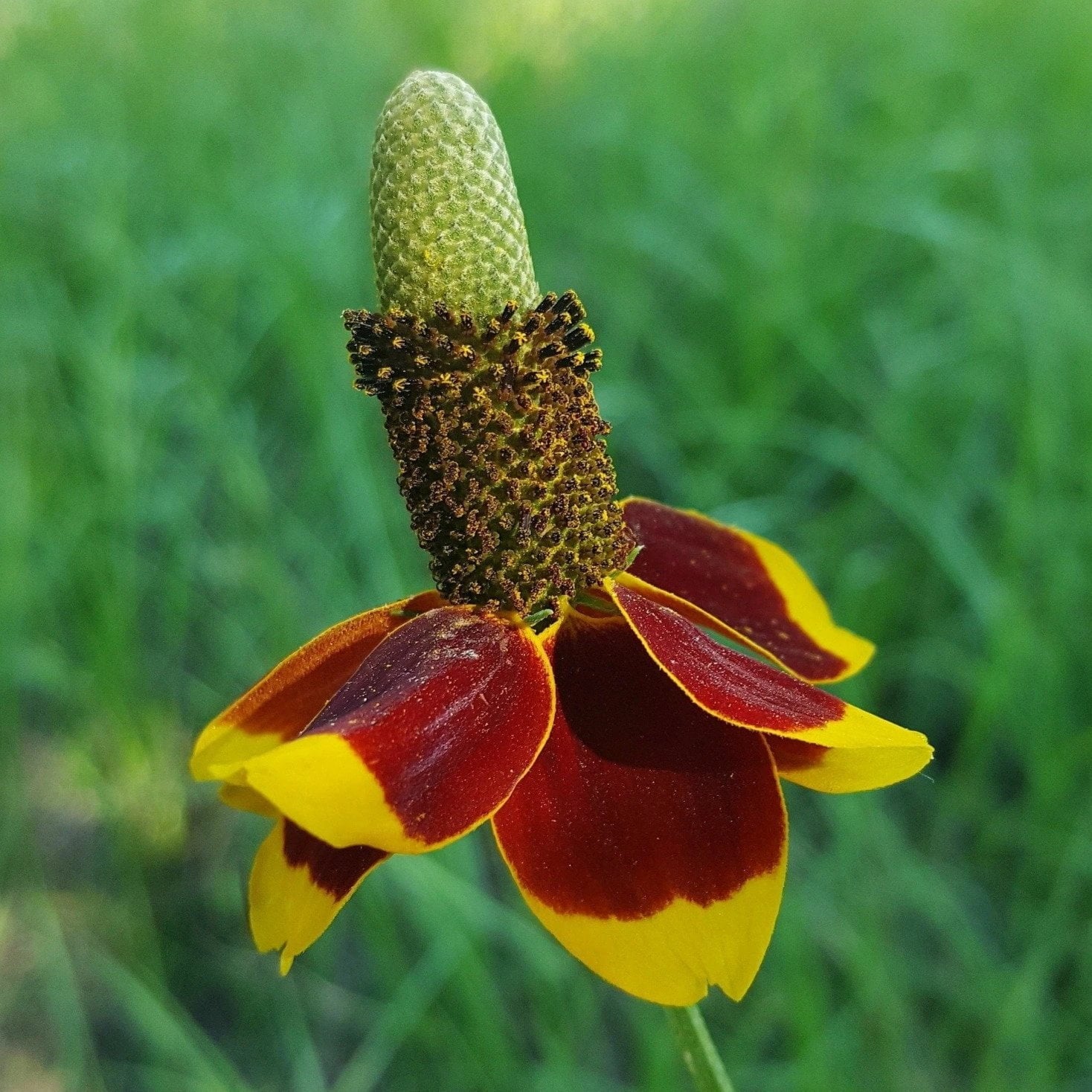 Mexican Hat Seeds