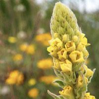 Mullein Seeds