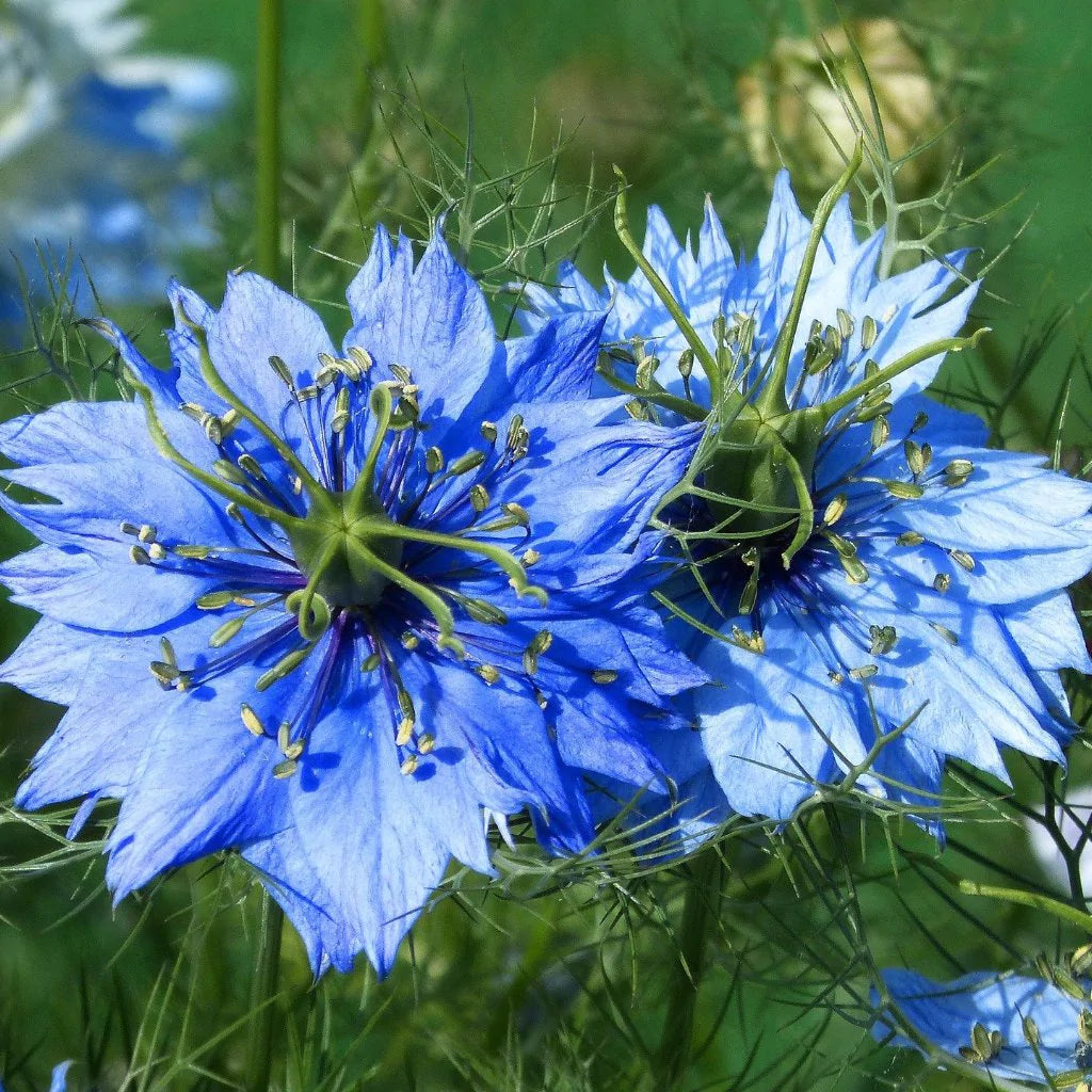 Nigella Seeds