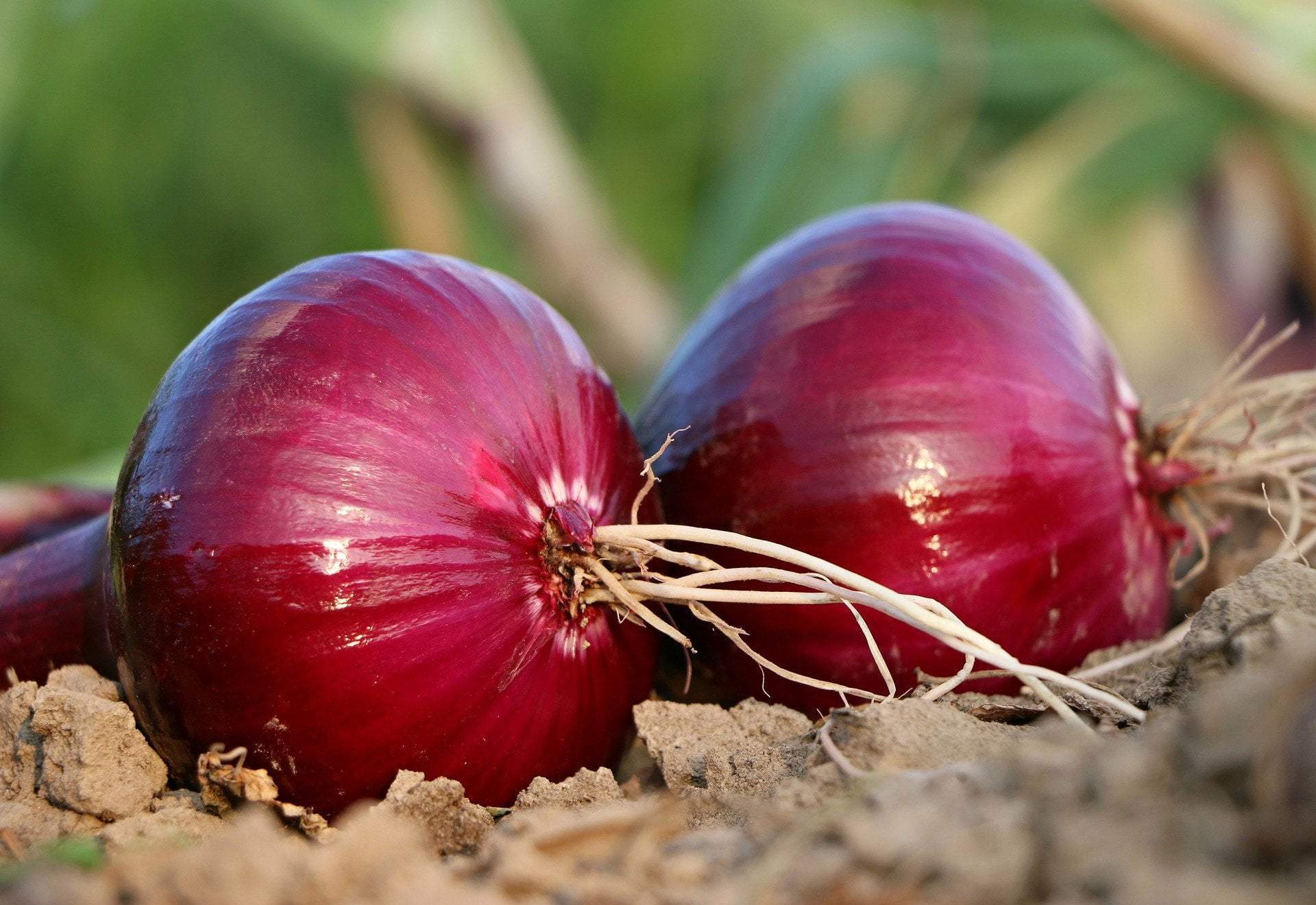 Onion Seeds